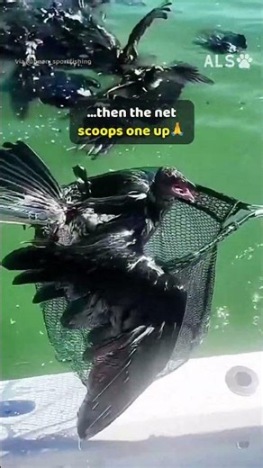 Hundreds of birds are stuck on the water, so a boat crew helps 🐦❤️ #BirdRescue #WildlifeRescue
