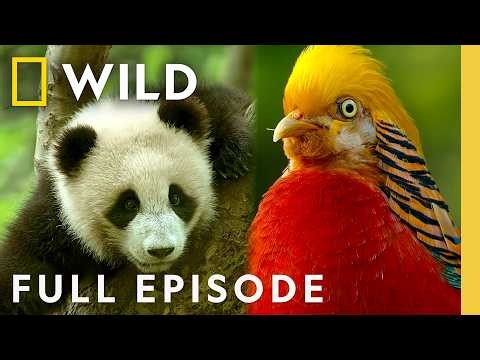 Legendary Animals of China's Forests (Full Episode) | Hidden Kingdoms of China | Nat Geo Animals