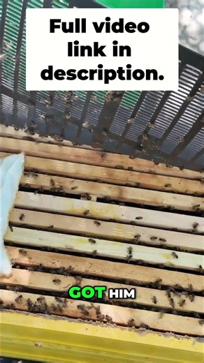 Beekeepers Battle Beetles & Watch Bees Build New Homes!