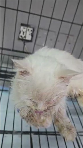 DUMPED TO DIE: Sick and Broken Cat Found Crying Inside a Filthy Jetbox on the Highway [STORY BELOW]