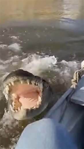 Boater Defends Against Massive Gator Attack Everglades City, Florida — July 14, 2025 A peaceful excursion through the marshlands turned into a harrowing battle for survival this week when a large alligator launched a sudden attack on a small boat. The encounter, which was captured in a now-viral video, shows just how quickly a calm day on the water can turn life-threatening when dealing with apex predators. The footage begins with the massive reptile floating silently near the surface, keeping a