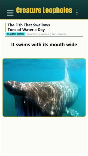 The Fish That Swallows Tons of Water a Day
