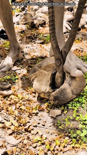 Workers Coconut Husk Cutter : How Clean Coconut Shells Are Prepared Fast