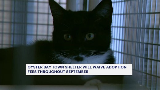 Oyster Bay shelter will waive adoption fees throughout September