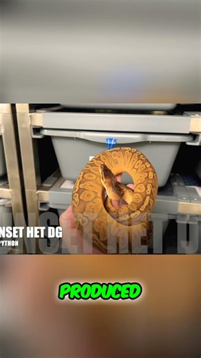 Check Out The Colors On This Sunset Ball Python By Scalation Nation! Smoking! 🐍🔥