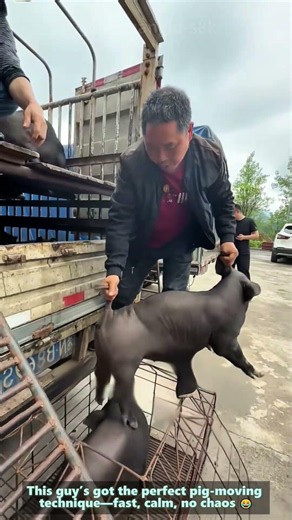 Farmer’s Pig Move: The Tail Grab That Saves Time