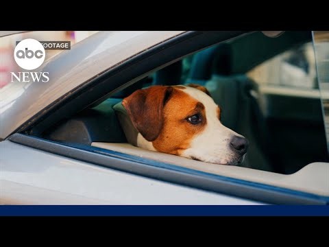 Dog sets off gun injuring woman in the arm
