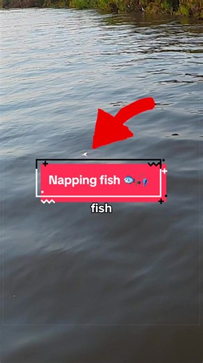 I Found a Bunch of Napping Fish 🐟🎣 #fishing | Fishing