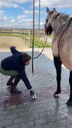 #reposte #entresesoreilles #shorts #cheval #equitation