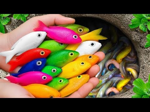 Catch beautiful aquarium fish in small pond baby turtles, pencil fish, nemo fish, eel, molly fish.