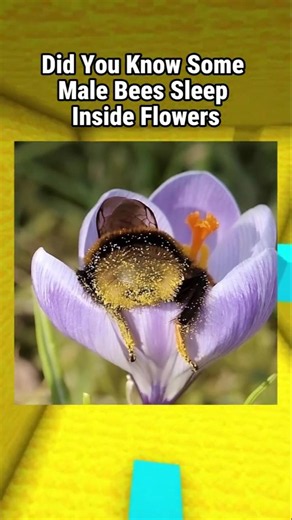 This Happens to Male Bees 😭😁
