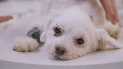 The Dog Who Survived A Piton Attack