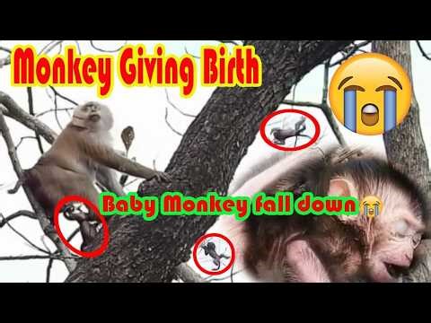 Nature's Miracle- Baby monkey falls from high tree after birth Monkey mother gives birth on a tree