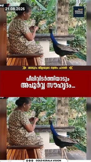 പീലിവിടര്‍ത്തിയാടും അപൂര്‍വ്വ സൗഹൃദം...