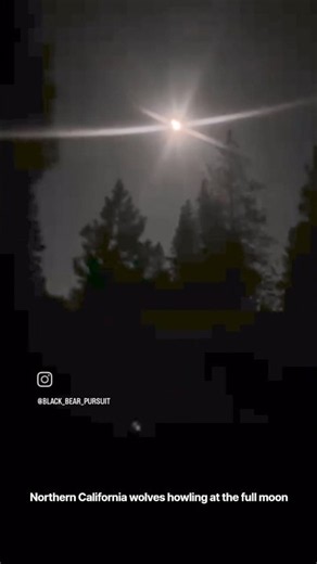 Northern California Wolfpack howling at the full moon!