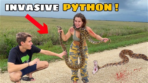 Florida’s wild python problem is getting worse
