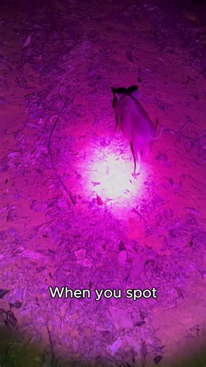 Can the B1 Follow Faint Trails Through Leaves and Dirt?