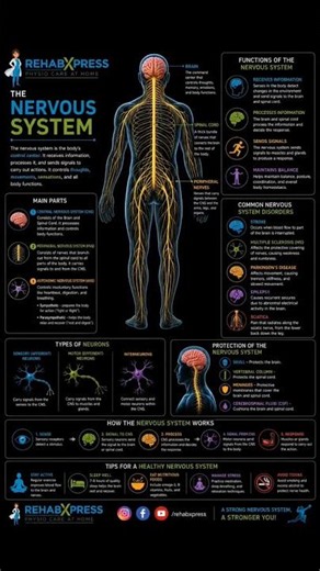 NervousSystem #Brain #SpinalCord #Physiotherapy #NeuroRehabH#Awareness #BodyControl #rehabxpress