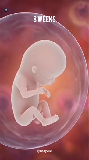 Fetus Development Stages Week by Week in 3d Animation #baby #fetus #fetal #fetalmovement #pregnancy