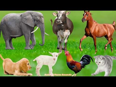 Beautiful Farm Animals: Cow, Elephant, Chicken, Dog, Cat, Rabbit, Pig, Sheep – Animals Videos