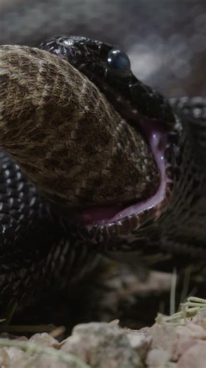 It's a snake eat snake world out there #rattlesnake #indigosnake #wildlife #snakes