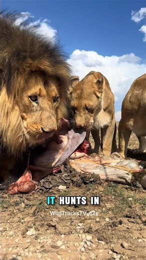 Top 4 Most Dangerous Big Cat Predators on Earth 🐅🔥