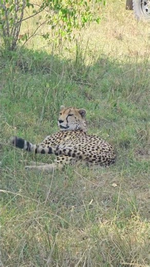 🐆 Cheetah Chilling in the Shade 🐆 #Wildlife #ShortsAfrica