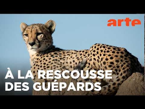 Namibie, l'espoir renait pour les guépards | GEO Reportage | ARTE Évasion