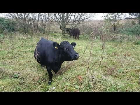 ❤🇮🇪Tranquility😌DEXTER COWS🐂RURAL COUNTY ARMAGH IRELAND🇮🇪LIKE👍🙏subscribe🙏Loveirelandmore💓💖Beautiful💓💖
