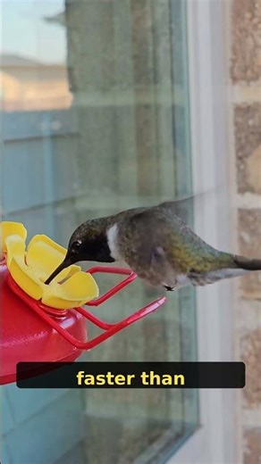 Hummingbird Heart Explodes at 1,200 BPM — How Is It Alive? 💓