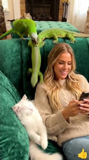 Women laugh 😂 Become Fight Parrot 🐦and Lizard 🐊Cats😡#cat#lizard#parrot