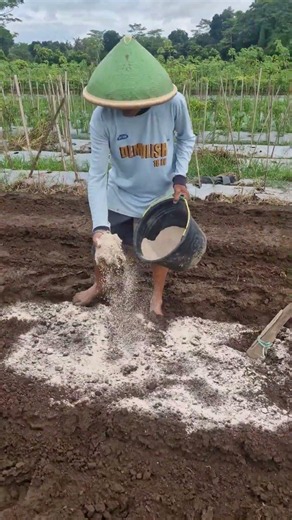 Smart farmers mix fertilizer with soil-Agriculture farming #shorts