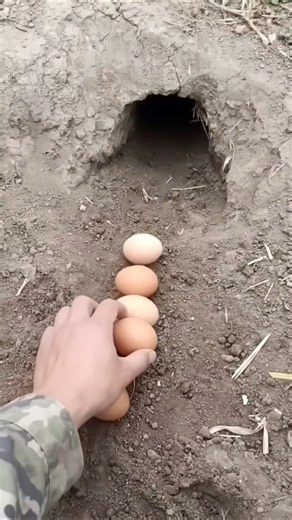 Pranking a Bunny with Eggs - Wait for the End 😂