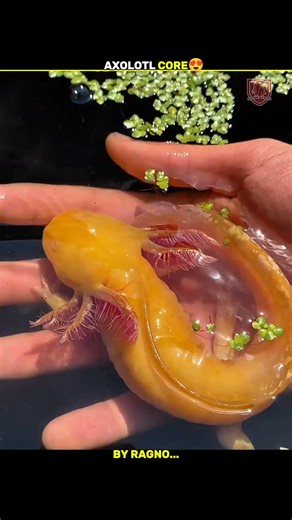 Axolotl Secrets You Never Knew! 🦎