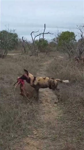 Wild Dogs Pack Hunt Antelope | Africa's SAVAGE Hunters! #painteddogs #predatorprey #circleoflife