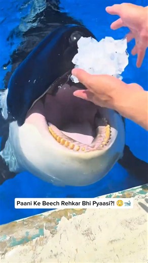 Why Do Orcas Eat Ice Instead of Drinking Water? 😳🐋 #shorts