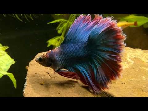 Relaxing Indoor Fish Pond LIVE • Clear Water • Water Sounds