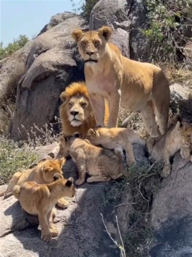 African Lion Family in the Wild — Kenya Wilderness Scenes