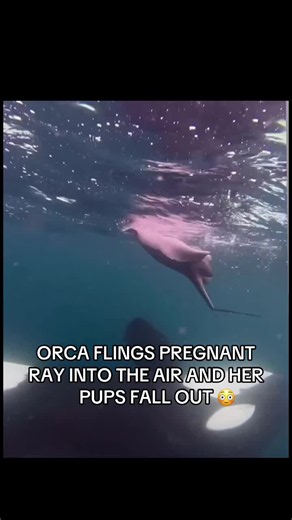 Orca encounter at sea: shocking nature moment