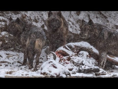 Wolves vs Bison: The Ultimate Winter Battle for Survival !Wildclash4k 