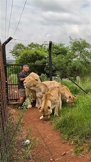 LIONS Eat My Eggs #cat #wildlife #nature