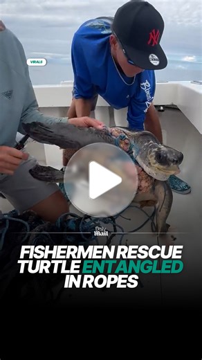 The turtle must have been in so much pain 🐢 #turtle #seaturtles #rescue | Daily Mail Animals