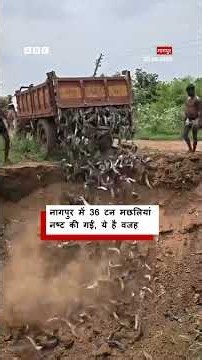 Nagpur में नष्ट की गईं 36 टन मछलियां, जानिए वजह । (BBC Hindi)