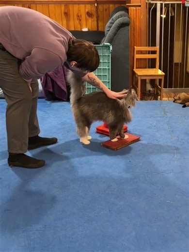 Rally Training Send to cone and Sit | Freya Cat