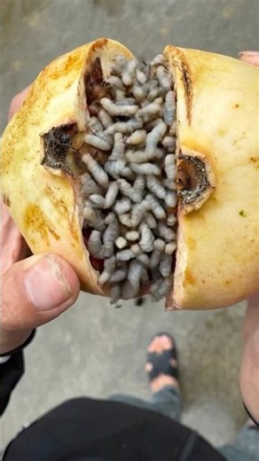 Kid Bites a Pomegranate and Gets a Big Surprise | Funny Reaction 😂#couple #martialarts #shorts