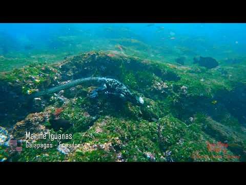 Marine Iguanas Underwater — Galápagos Feeding Behavior