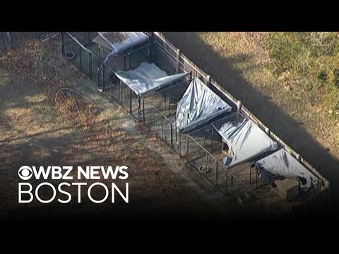 Carver man accused of running multi-year dogfighting operation