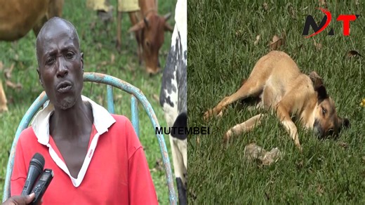 Shocking!!Angry Luo Man Says he Reported Killer Python to Police Because Govt has Forsaken them!!It Had Killed Goats and Dogs! | Mutembei TV
