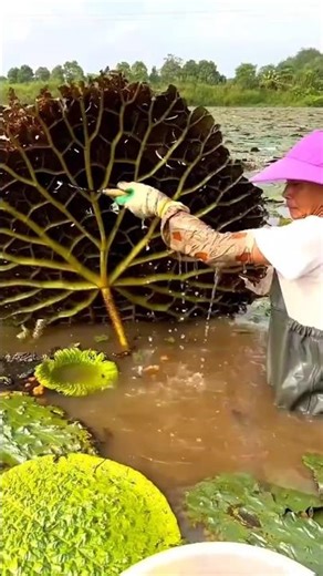 This ALIEN Plant Hides a Secret Superfood! 👽🤯