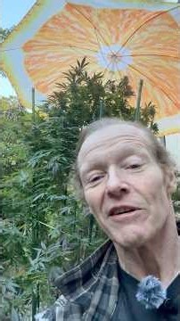 Grow Cannabis Outdoors in Cold Weather — October Secrets 🌱 — The Outdoor Secret